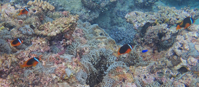 A "village" of anemonefish at Uoleva south beach
